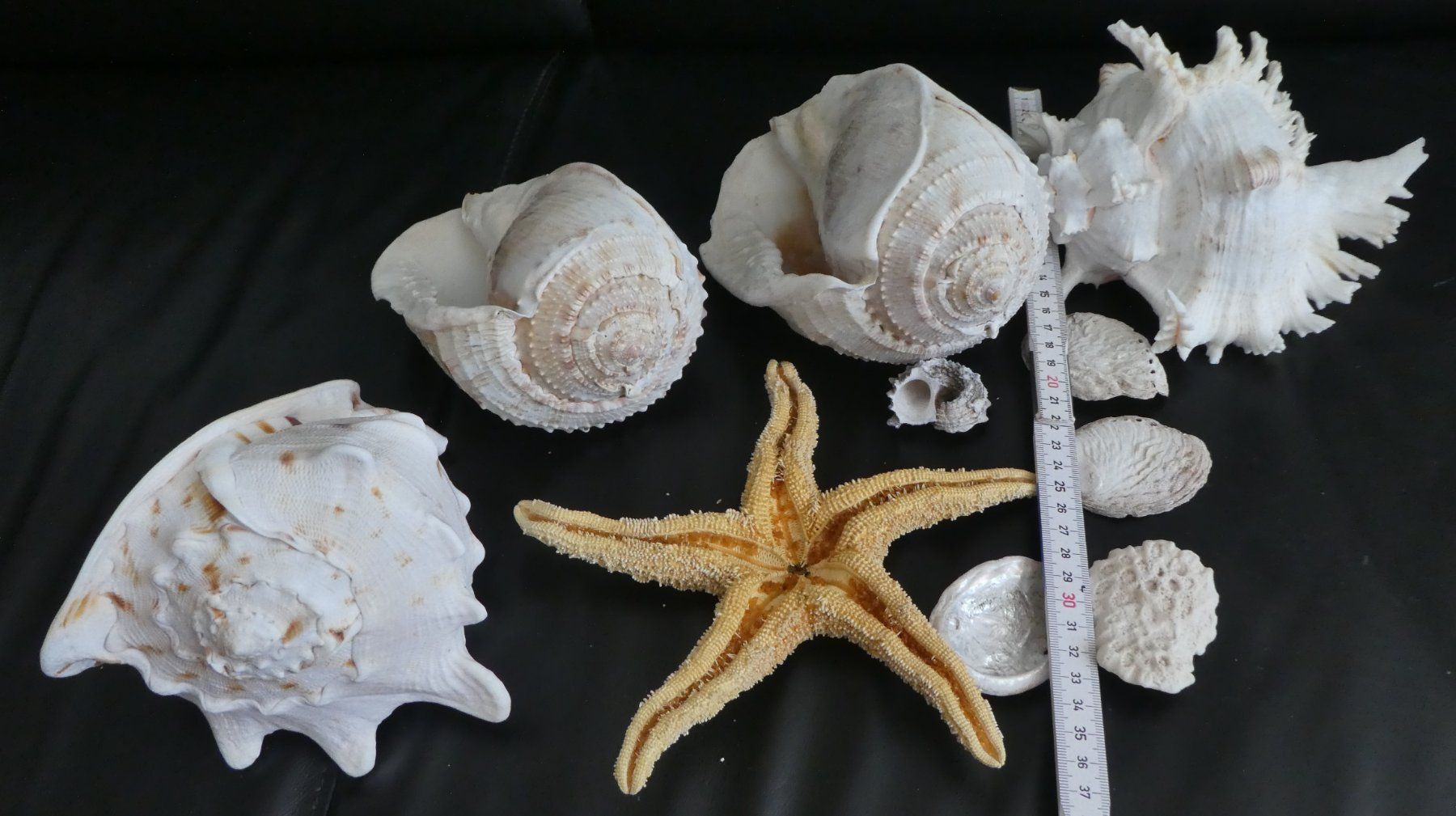 Tutte le decorazioni: Echte Muschelsammlung,  grosse Stücke! – Usato da Diessenhofen venduto da Hundeseele 6