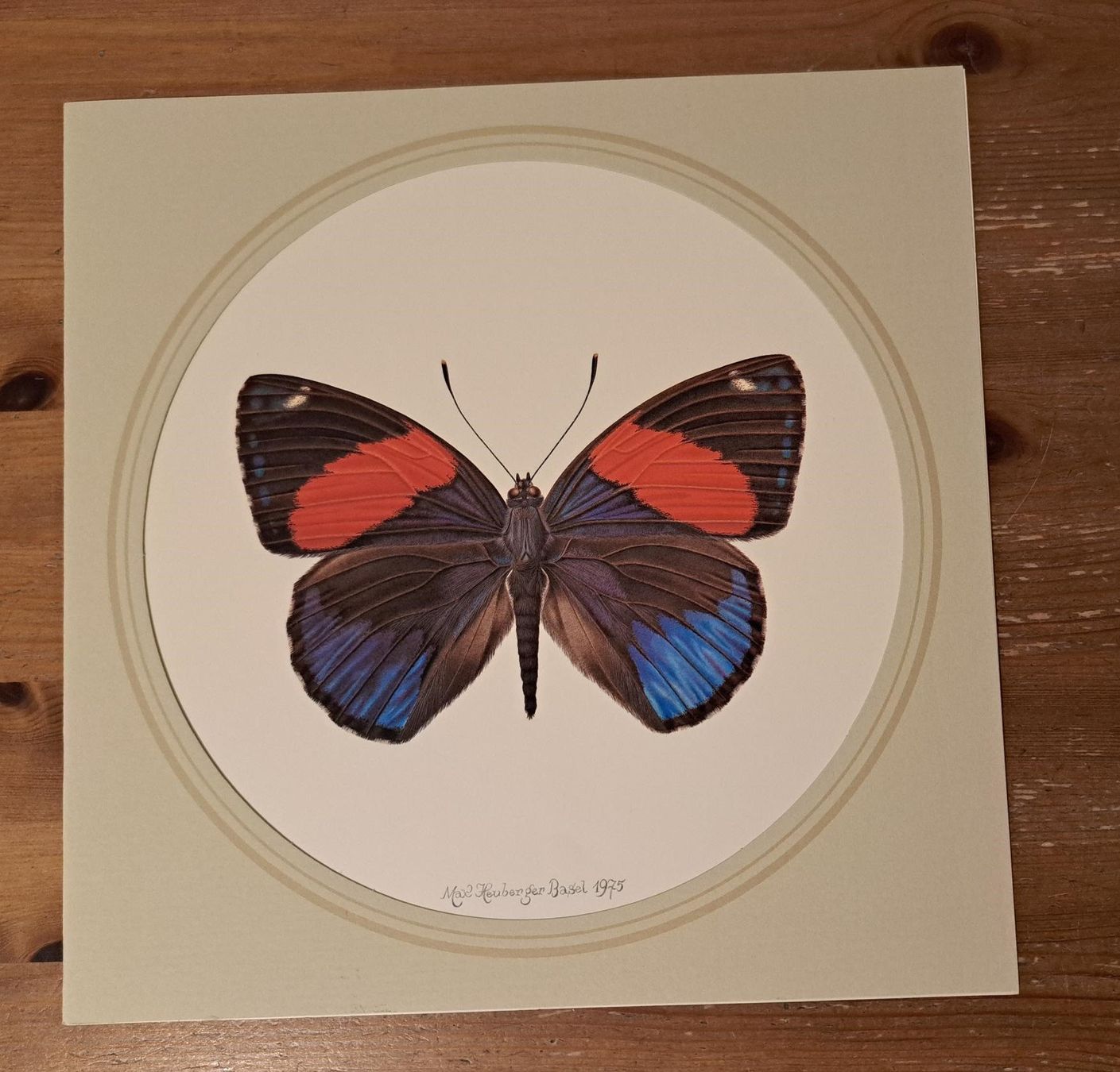 Poster & Bilder: Max Heuberger, Basel 1975, Schmetterling – Gebraucht aus Basel von Patiscat