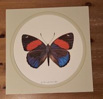 Max Heuberger, Basel 1975, Schmetterling
