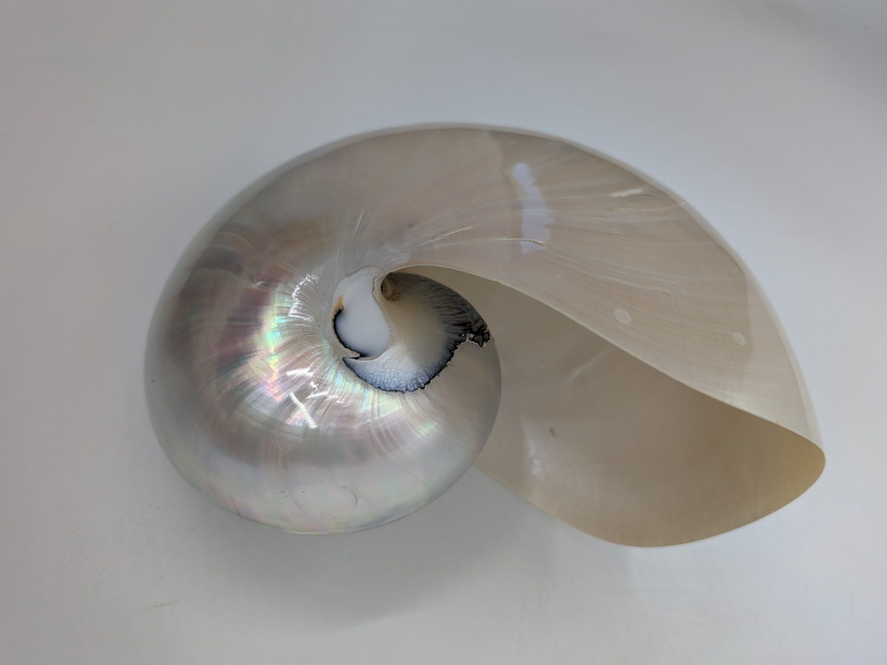 Fossili: Perlboot Nautilus Muschel – Usato da Emmen venduto da magelan 3