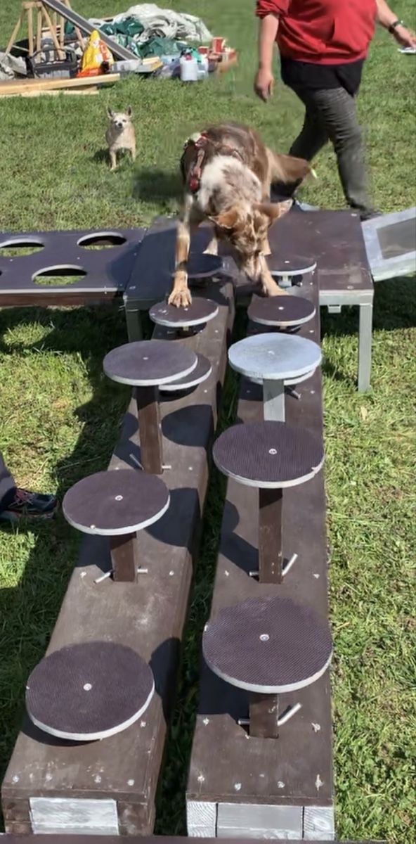 Giocattoli: Hunde-Sport-Geschicklichkeitsprcours – Usato da Balsthal venduto da Almendra 8