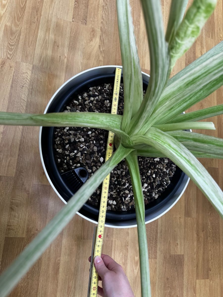 Piante & sementi: 🌱Alocasia odora batik – Usato da Niederbuchsiten venduto da GreenGems 5