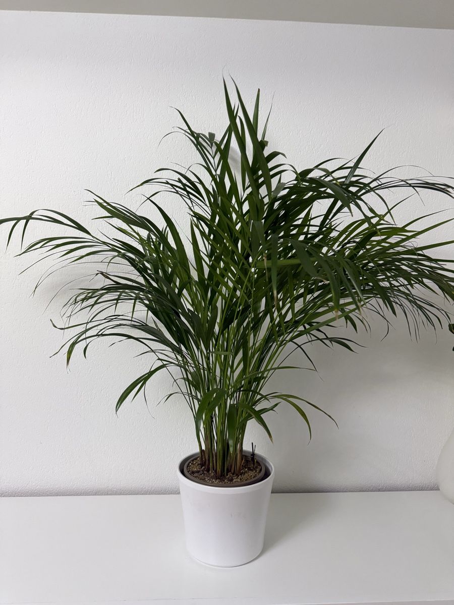 Piante & sementi: Goldfruchtpalme, inkl. Topf – Usato da Gossau SG venduto da cuk_fyc6