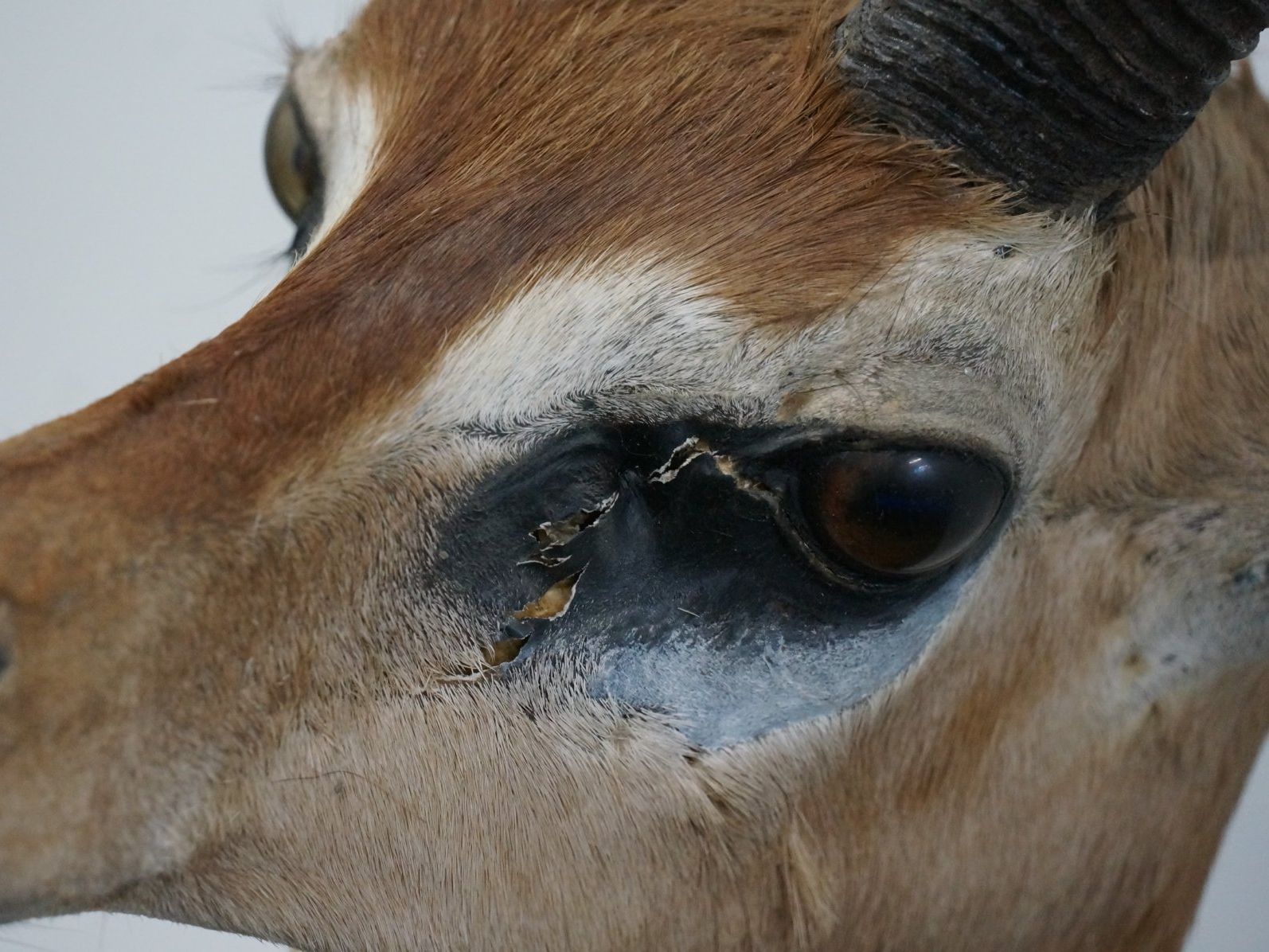 Il mondo degli animali: Giraffenantilope Jagdtrophäe – Usato da Rüti ZH venduto da Restwert_Rueti_ZH 3