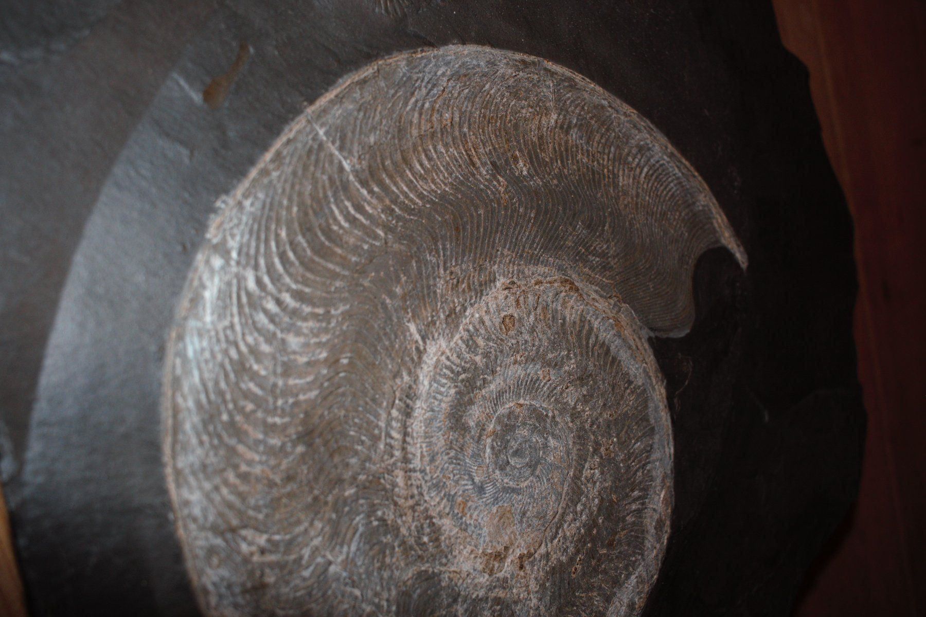 Fossili: Grosser Ammonit in Schiefer. – Nuovo (secondo la descrizione) da Besenbüren venduto da teluride89 7