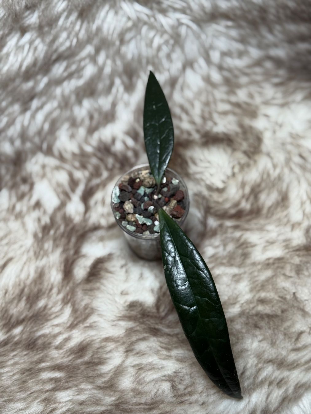 Piante & sementi: Hoya sulawesiana – Nuovo (secondo la descrizione) da Bachenbülach venduto da ilawega