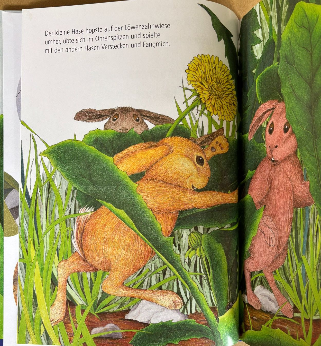Bücher: Was versteckst du, kleiner Hase? – Neu und originalverpackt aus Sarnen von Livres 2