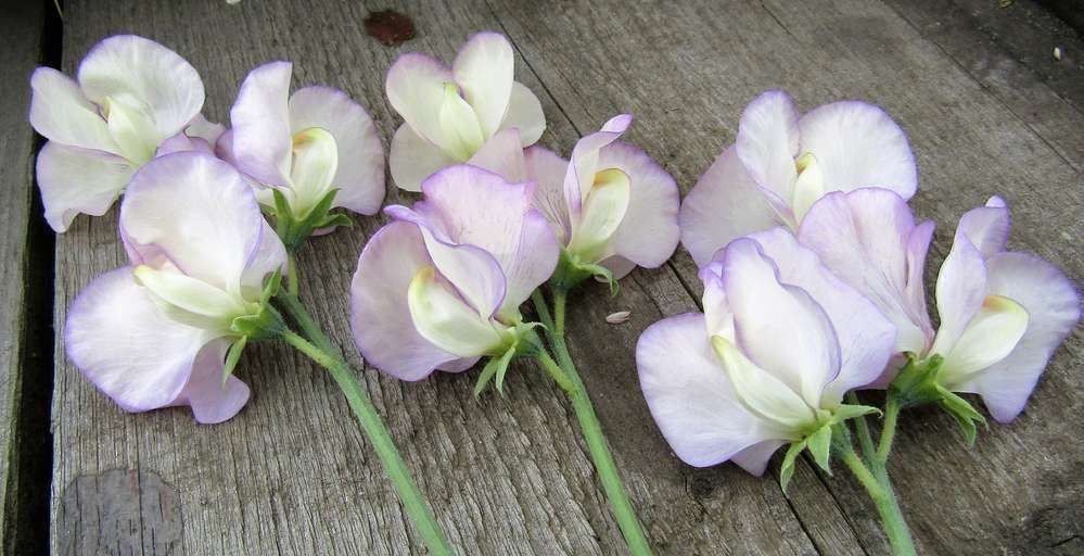 Piante & sementi: 15 Samen Duftwicke HIGH SCENT – Usato da Ehrendingen venduto da VerveinaSamen 4