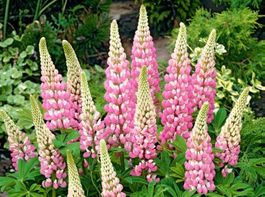 30 Samen LUPINE RUSSEL CHATELEINE Staudenlupine