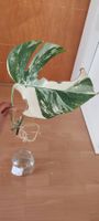 Monstera Deliciosa Albo Variegata 4.