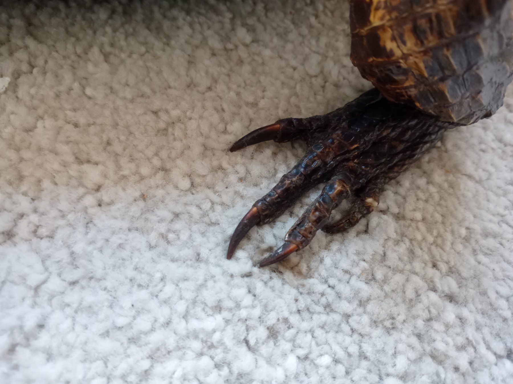 Monde des animaux: Alte Tierpräparat, Kaiman? 110cm lang – D'occasion à Prez-vers-Siviriez par Monija70 5