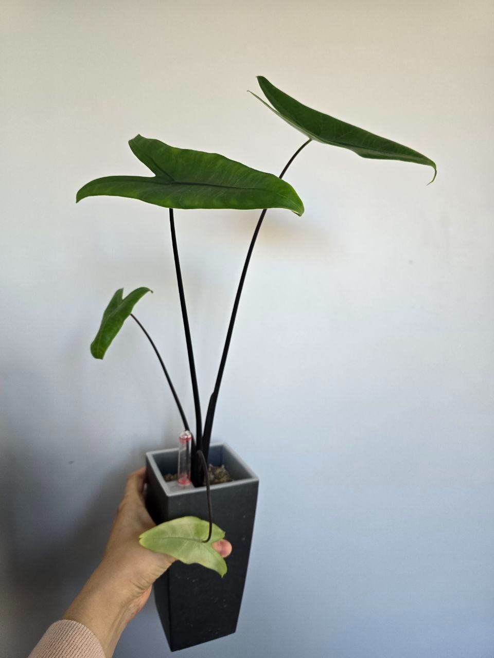 Piante & sementi: Alocasia Black Zebrina – Usato da Nidau venduto da lena_yellow 1