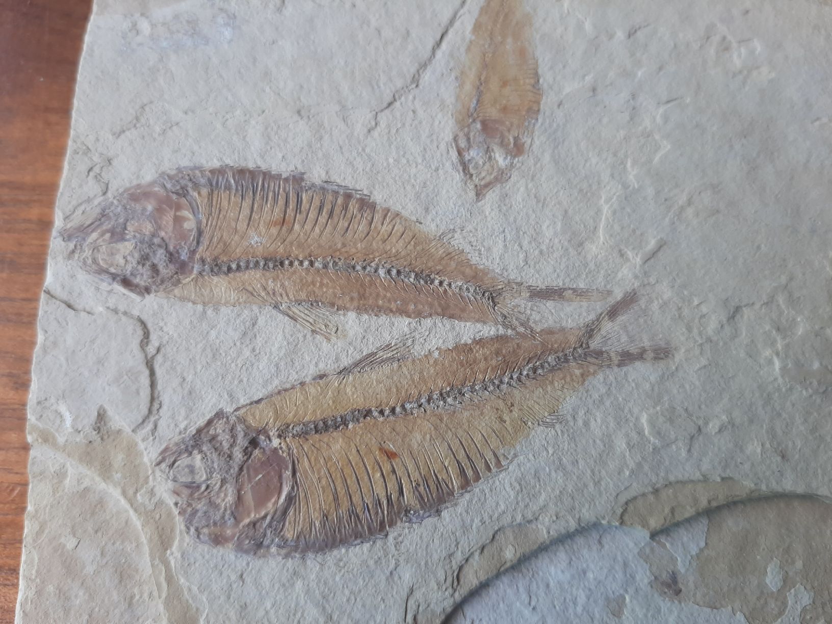 Fossili: 3 fossile Fische USA – Usato da Rickenbach BL venduto da Oktober68 1