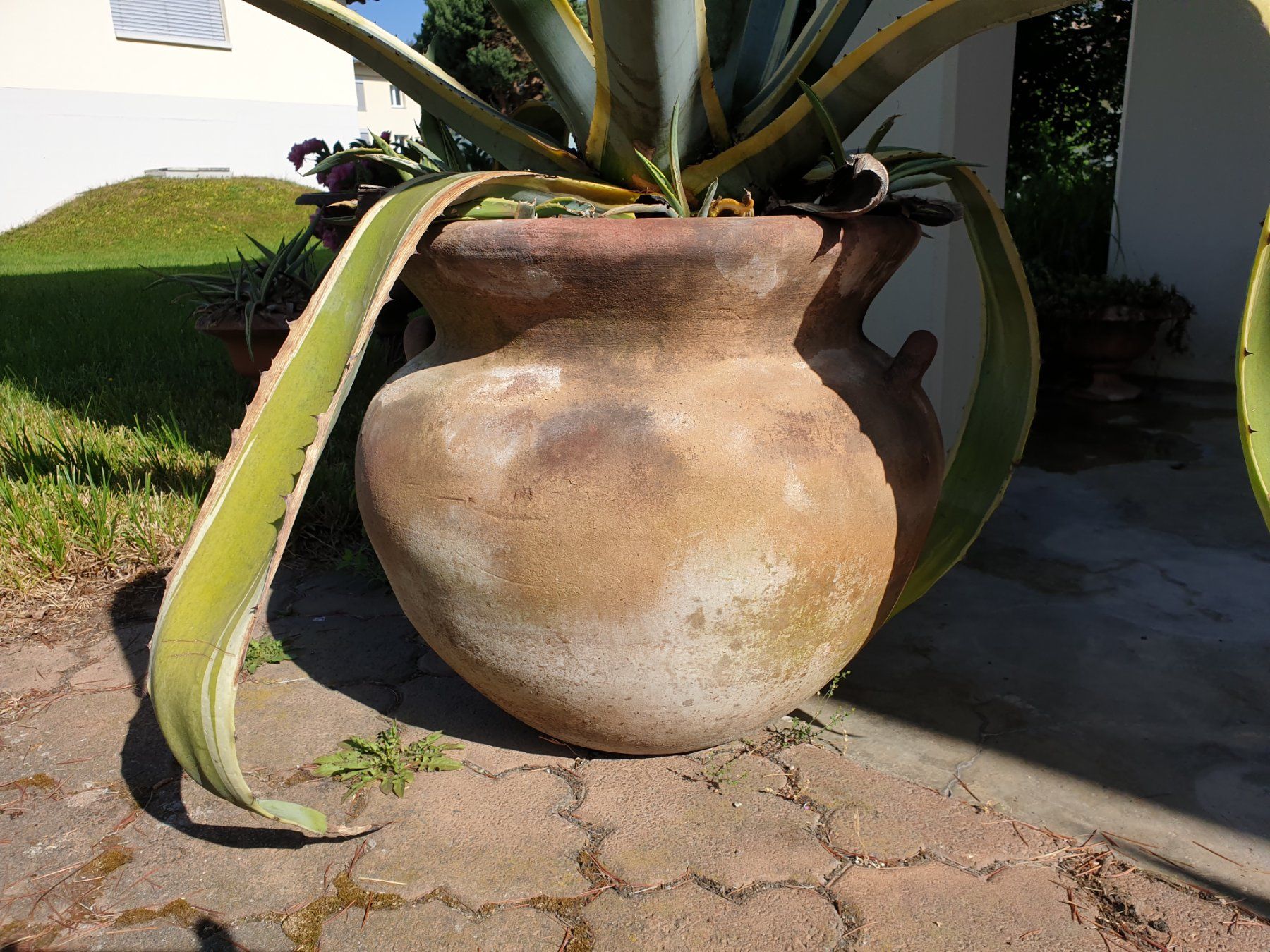 Pflanzen & Samen: Grosse Agave (1) – Gebraucht aus Tuggen von Mviola2 1