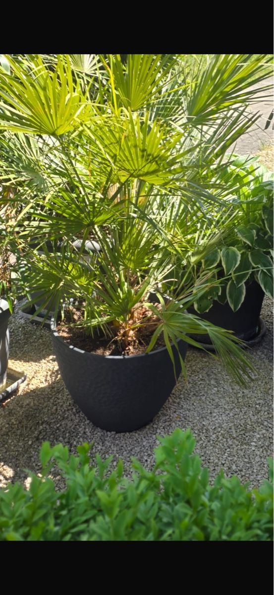 Piante & sementi: Schöne Palme in grossem grauen Topf – Usato da Lausen venduto da abella10