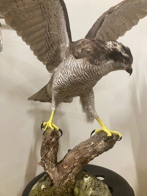 Il mondo degli animali: Vogel – Usato da Pfaffnau venduto da Yoka0 1