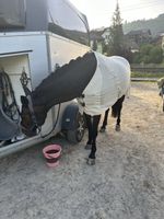 Fliegen/Netzdecke von L‘Evoine