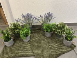 Deko plantes