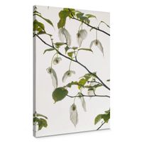 Leinwandbild Kadam Taubenbaum 40x60cm (neu, UVP 86.90 Fr.)
