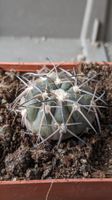Gymnocalycium spegazzinii