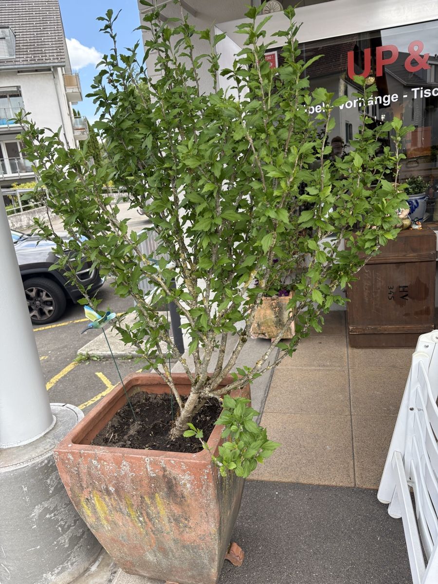 Piante & sementi: Schöne grosse Hibiskuspflanze  – Usato da Uster venduto da upanddown23 1