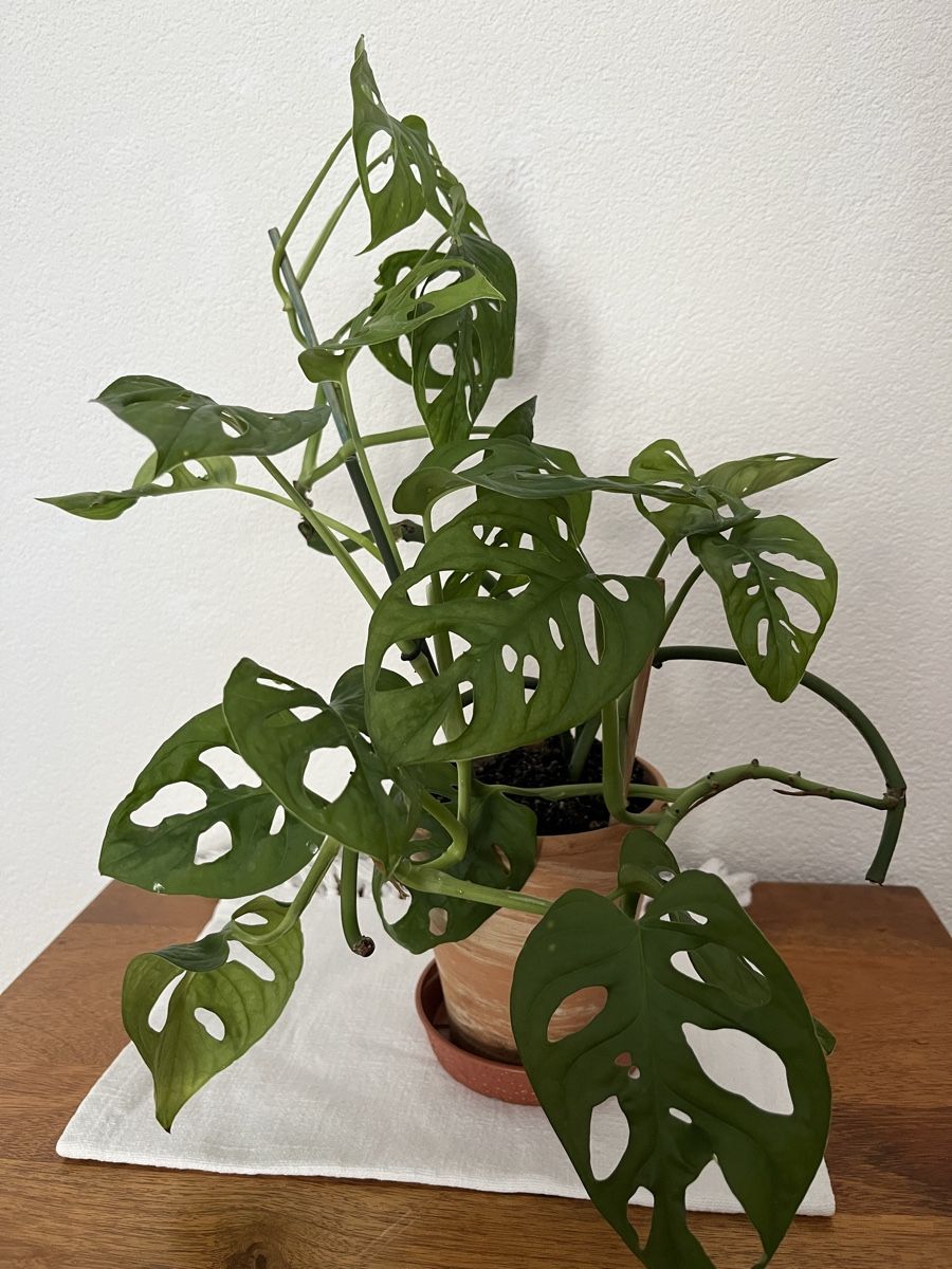 Pflanzen & Samen: Monstera Monkey leaf – Gebraucht aus Davos Platz von butzele13
