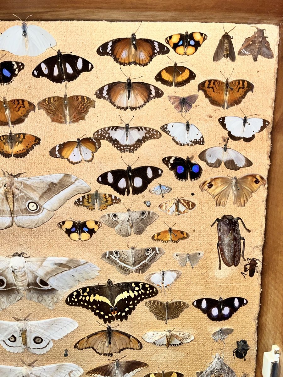 Monde des animaux: Schmetterlinge in Schaukasten – D'occasion à Biel/Bienne par bonx_2504 1