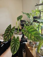 Alocasia Sinuata 