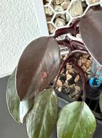 Philodendron Galaxy Princess, 3D-Rankstab, 40cm