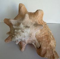 Echte grosse Schneckenmuschel Muschel  L ca. 21.5 cm, 1,1 kg