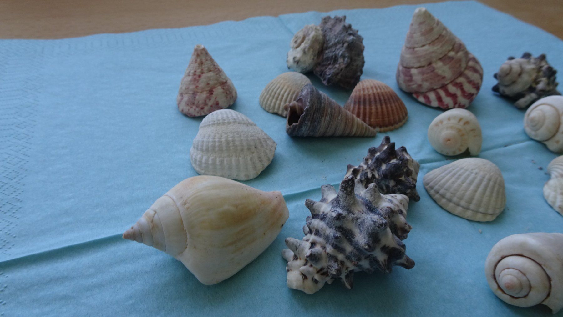 Tutte le decorazioni: Verschiedene wunderschöne Muscheln – Usato da Zürich venduto da blaumeisli62 4