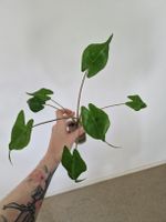 Alocasia Stingray