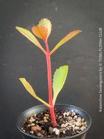 Kalanchoe Sexangularis - seltene rotblätterige Sukkulente