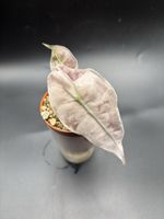 Alocasia Amazonica Mint Variegata (1-4)