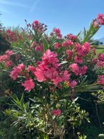Hochstamm-Oleander pink