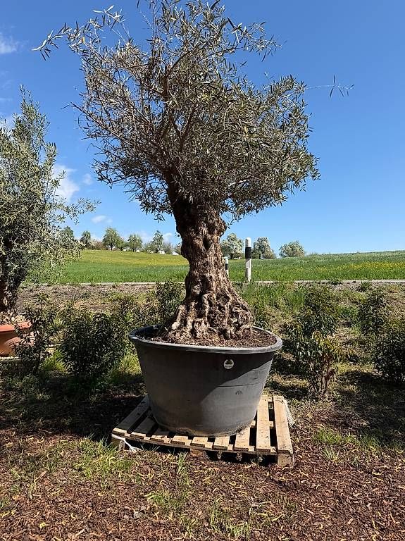 Pflanzen & Samen: Olivenbaum "Olea Europea 5 – Neu und originalverpackt aus Zuckenriet von Thur_Plant 3