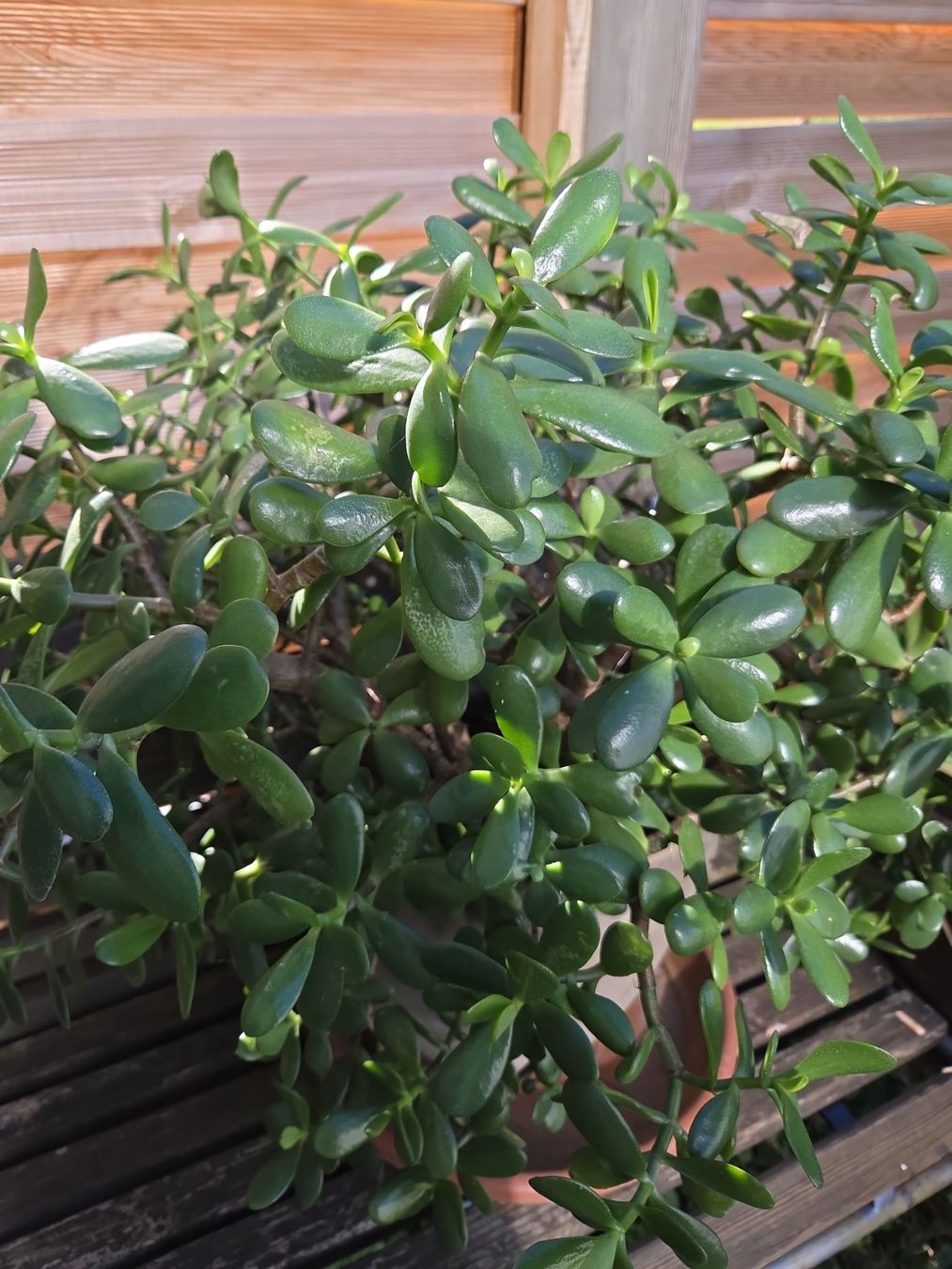 Plantes & graines: Geldbaum Crassula ovata mit Topf – D'occasion à Widnau par Lar_jr7y 2