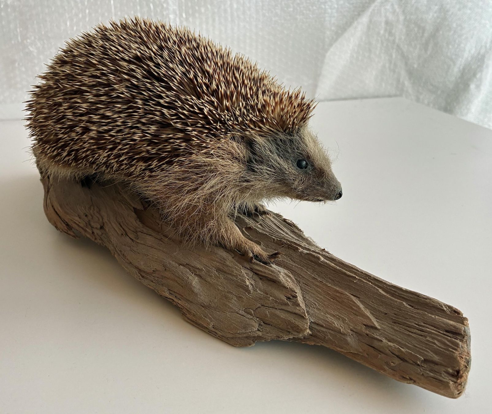 Monde des animaux: Süsser Igel – D'occasion à Bäretswil par robsonantik 1