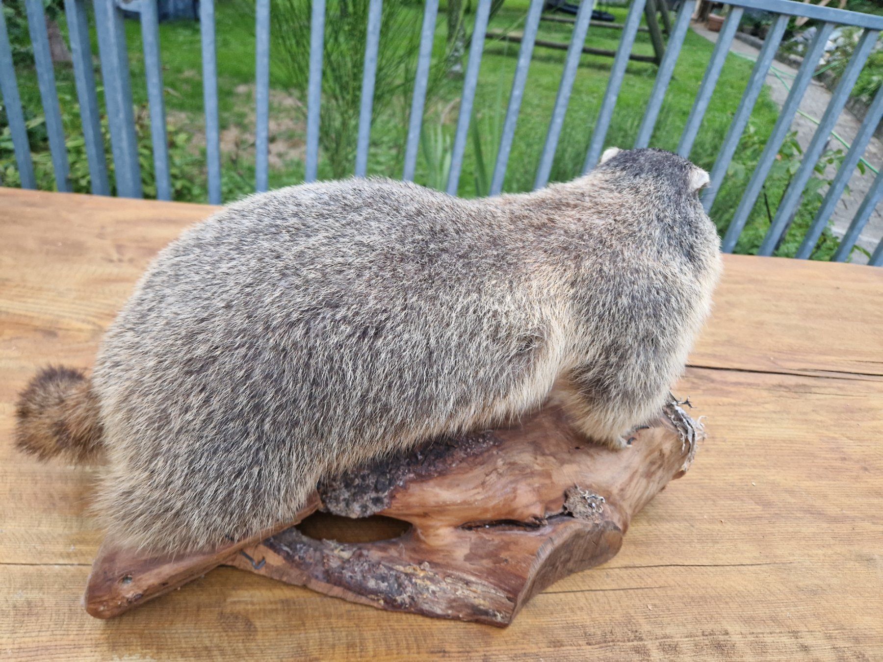 Monde des animaux: Murmeltier – D'occasion à Wetzikon ZH par Hella73 2
