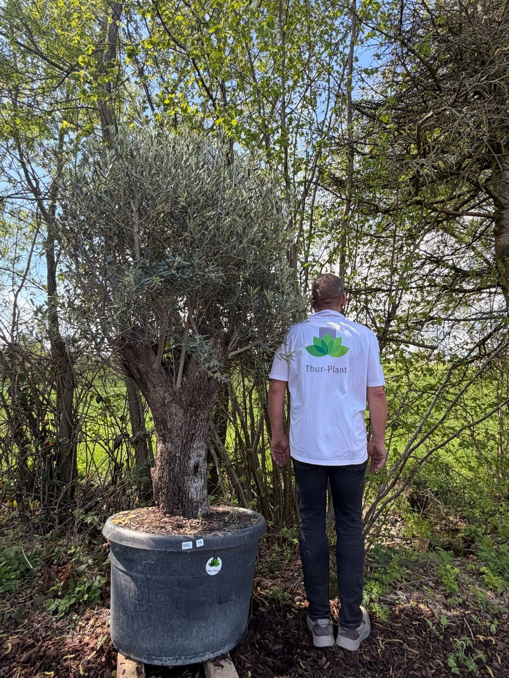 Piante & sementi: Olivenbaum "Olea Europea 15" Versand möglich – Nuovo (secondo la descrizione) da Zuckenriet venduto da Thur_Plant 4