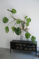 Zimmerpflanze: Fensterblatt (Monstera)