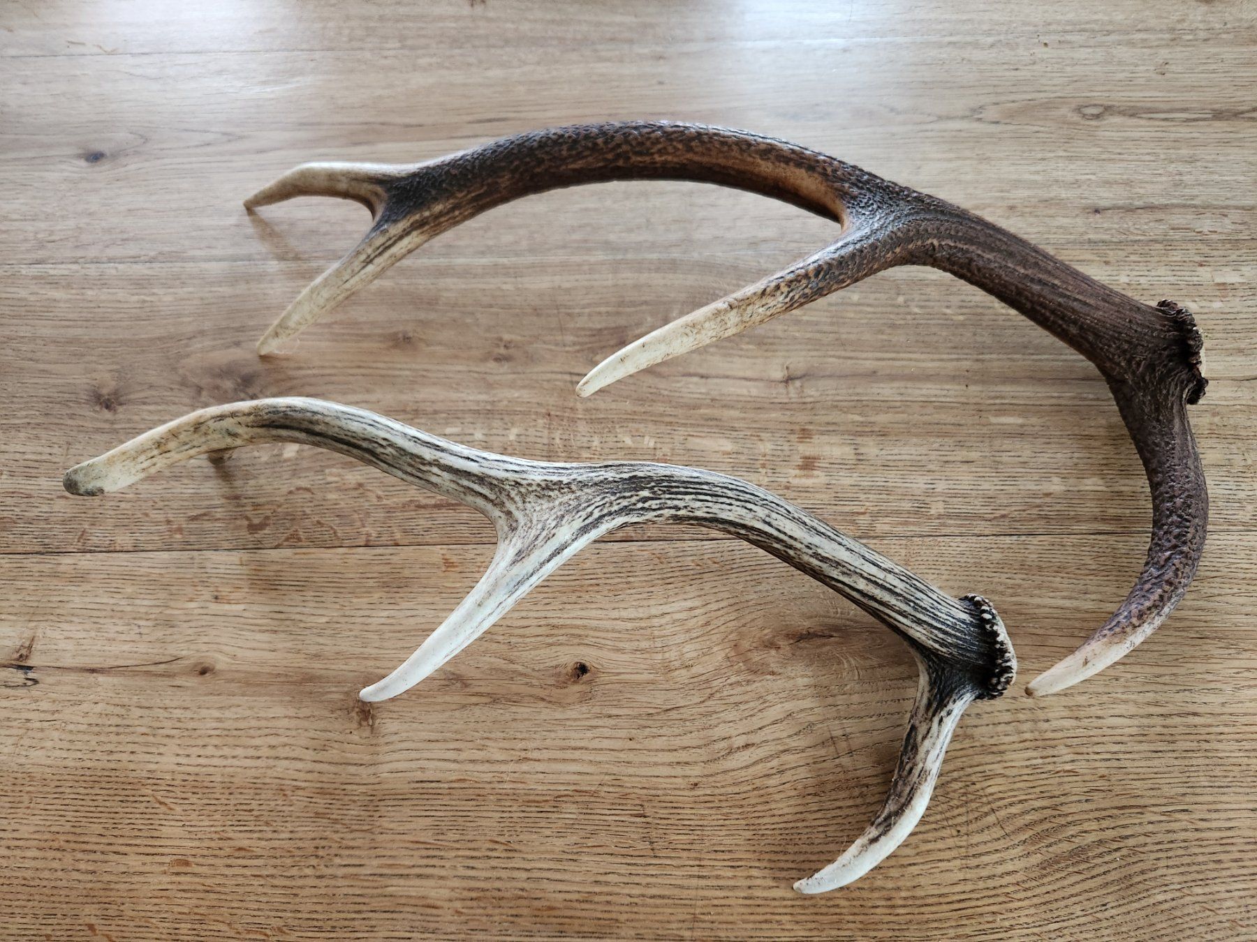 Autres collections & raretés: 2 Abwurfstangen von Hirsch – D'occasion à Fanas par Rurero03 1