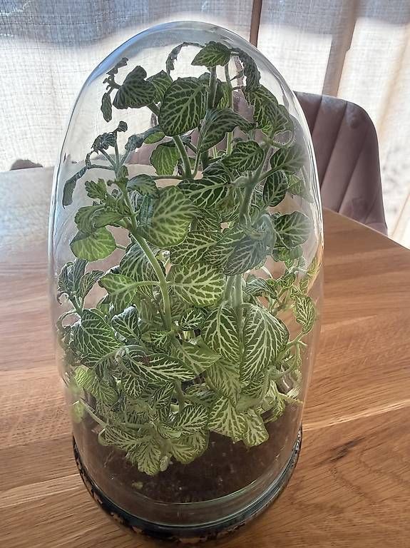 Terrario: Fittonia im Glas Terrarium  – Usato da Bülach venduto da JankaV 2