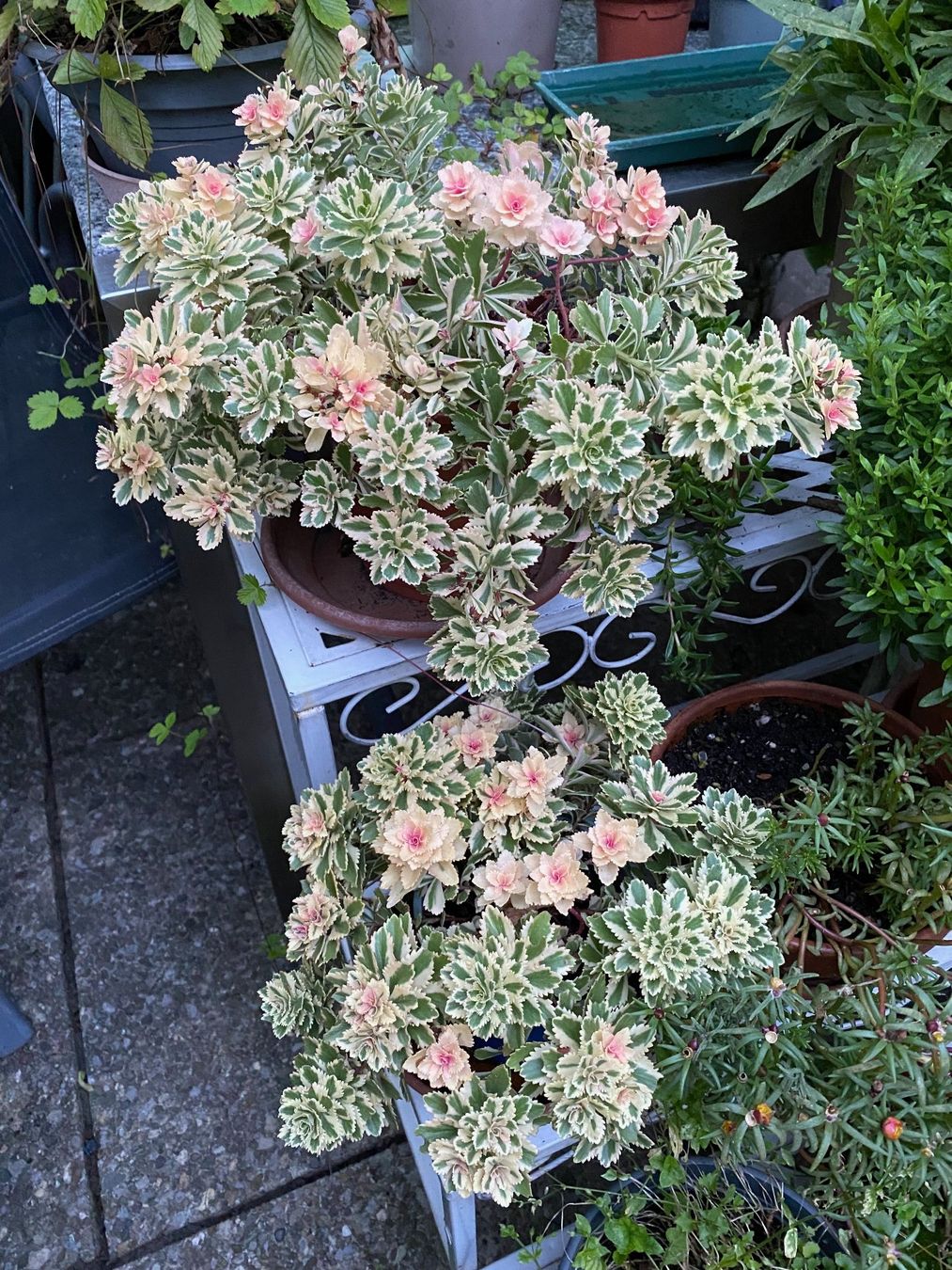 Piante & sementi: Fettblatt - Sedum takesimense "Atlantis" variegata – Nuovo (secondo la descrizione) da Winterthur venduto da Aniger 8