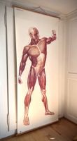 Anatomische Lehrtafel – Muskulatur Vorderansicht - XL