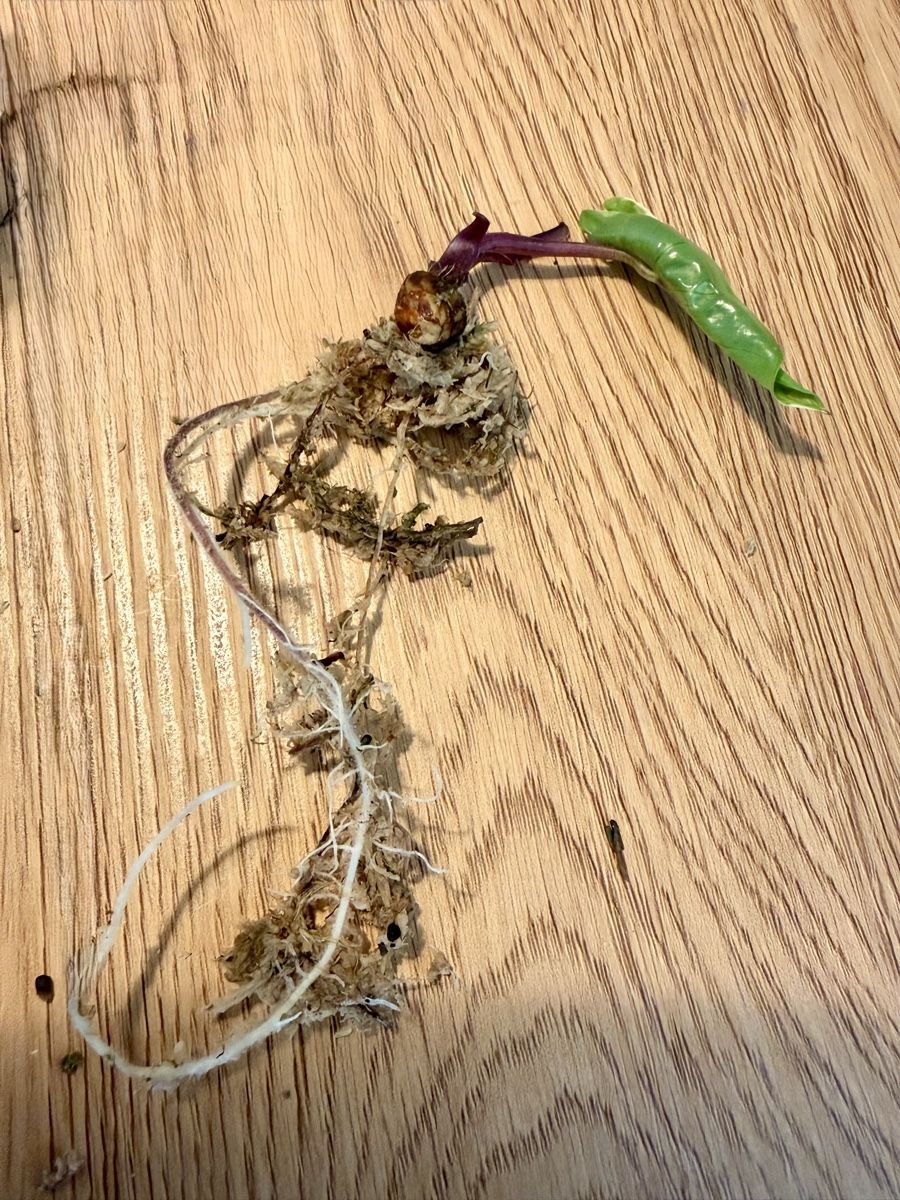 Piante & sementi: Alocasia Black Steam Albo – Usato da Kaiseraugst venduto da dka_b97z 2