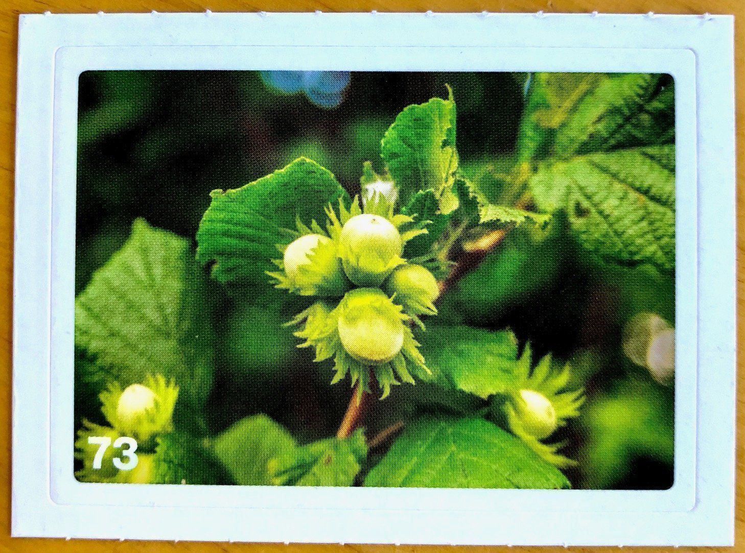 Migros Carte collezionabili: Migros Nature Detectives - Bild Nr. 73 – Nuovo (secondo la descrizione) da Oberrieden venduto da Zimmerberg10