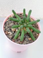 Euphorbia inermis