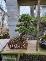 Wacholder Bonsai (Juniperus Chinensis Shinpaku)