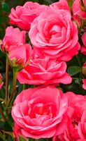 Rosenbäumchen XL Rosa-beladene Pflanze, H 80 ca. Erwachsene